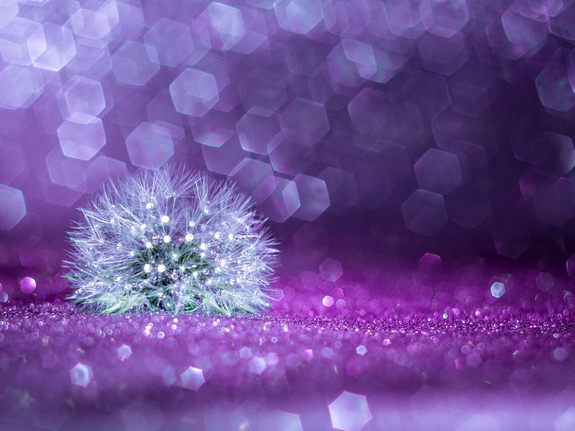 t dharma org cn 1768925978.jpg